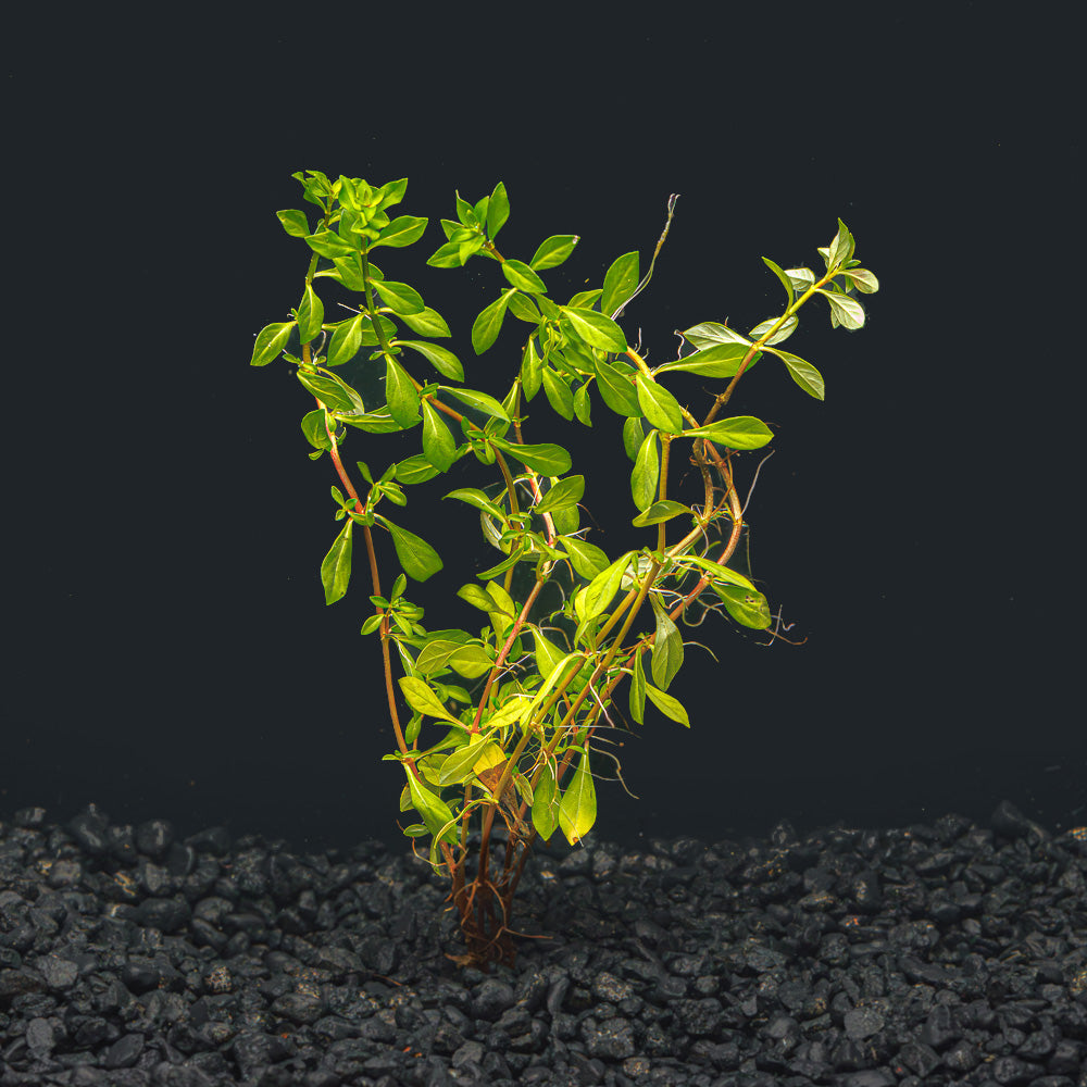 Ludwigia Arcuata 'Needle Leaf'