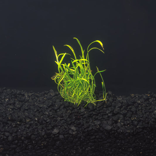 Micro Sword | Liliaeopsis Brasiliensis