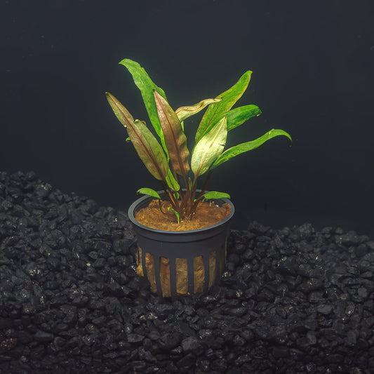 Cryptocoryne Undulata