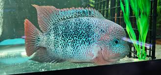 Fenestratus Cichlid (Vieja fenestratus)
