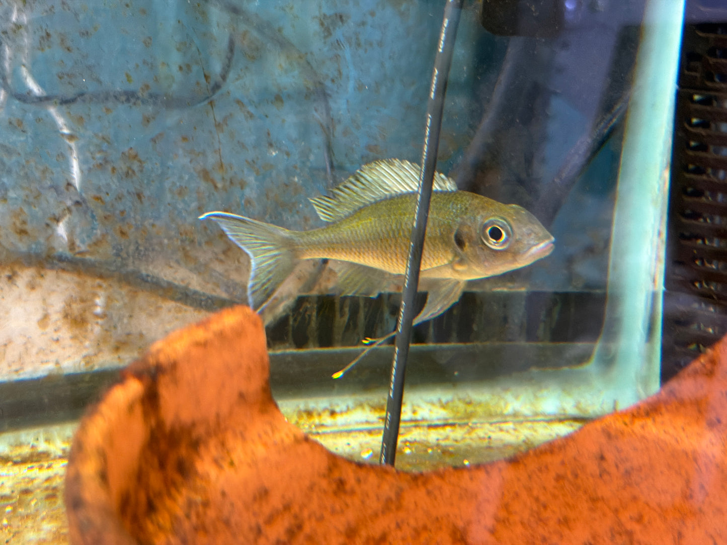Ophthalmotilapia Ventralis Chaitika Black Head