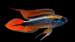 Apistogramma Agassizi Fire Red