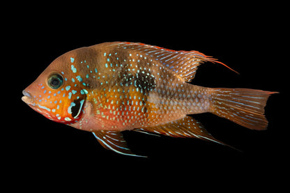 Spotcheek Cichlid (Thorichthys ellioti or T. maculipinnis)