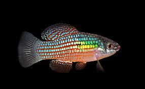 American Flagfish Killifish (Jordanella floridae)