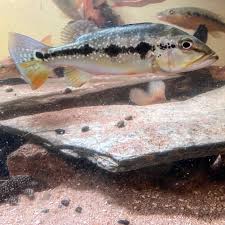FOGO PEACOCK BASS (CICHLA MARINAE)