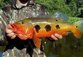 FOGO PEACOCK BASS (CICHLA MARINAE)