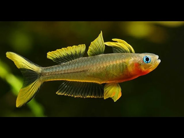 Fork Tail Blue Eye Rainbowfish (Pseudomugil furcatus)