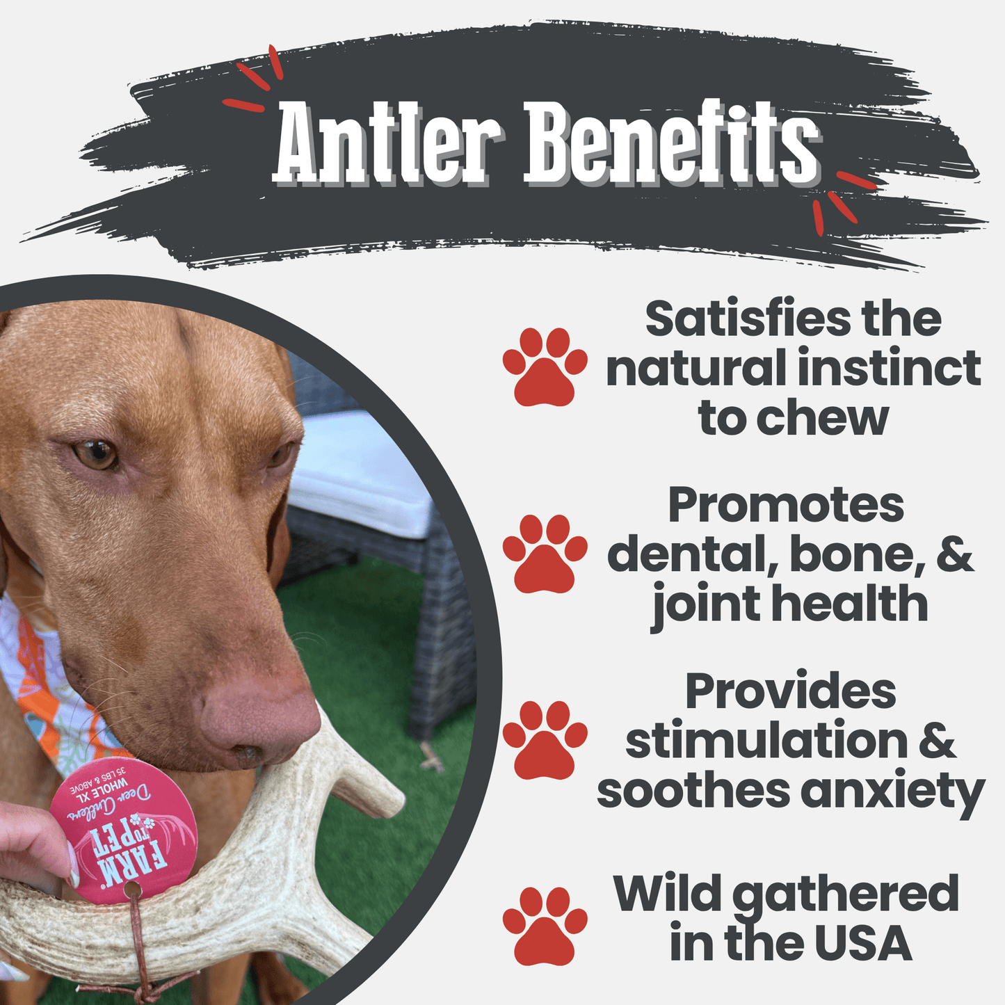 DEER ANTLER DOG CHEWS | ORGANIC CHEW FOR LARGE DOGS