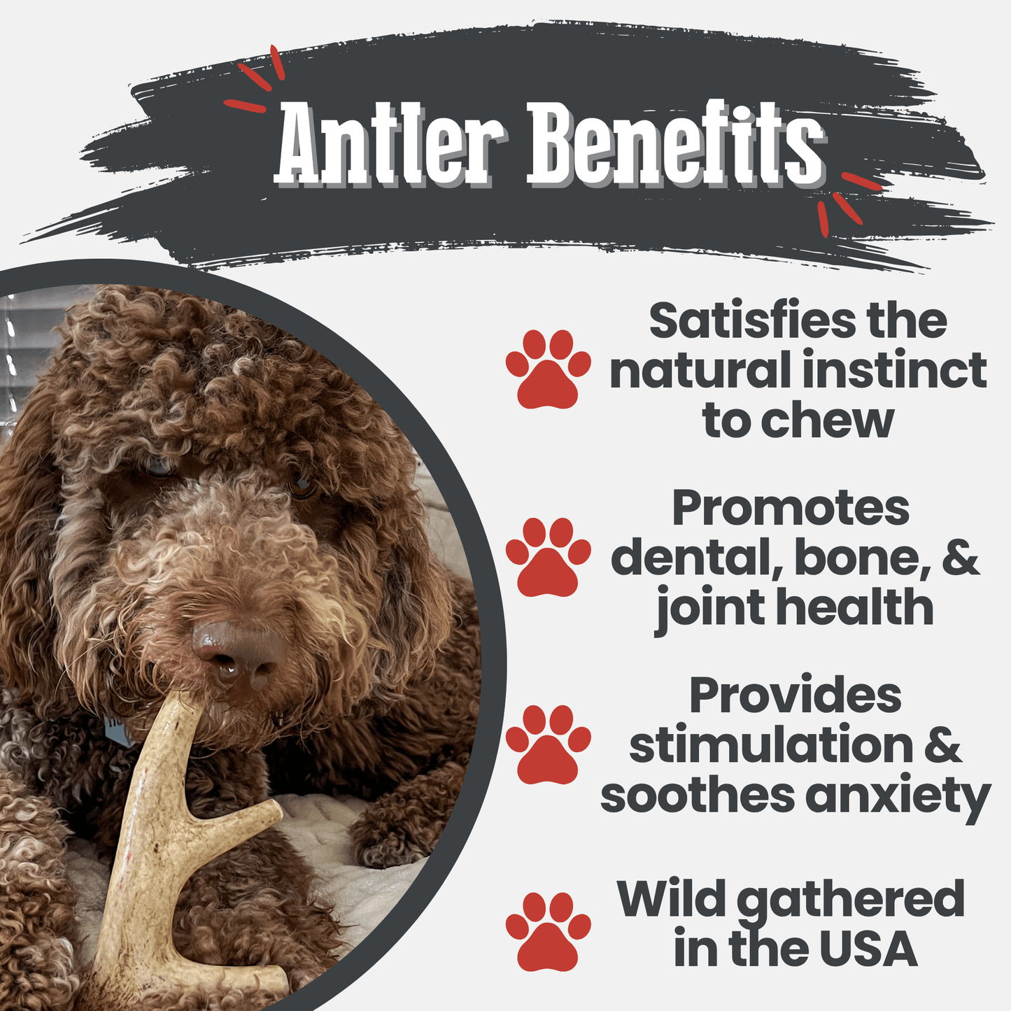 DEER ANTLER DOG CHEWS | ORGANIC CHEW FOR LARGE DOGS