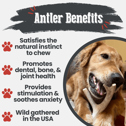 DEER ANTLER DOG CHEWS | ORGANIC CHEW FOR LARGE DOGS