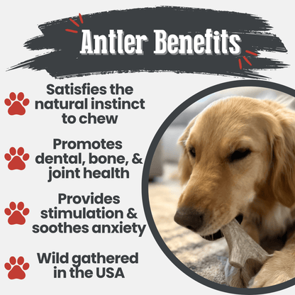 DEER ANTLER DOG CHEWS | ORGANIC CHEW FOR LARGE DOGS