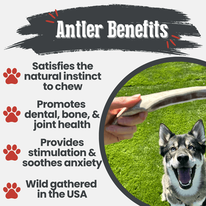 REINDEER ANTLERS FOR DOGS | ANTLER DOG CHEWS FOR AGGRESSIVE CHEWERS