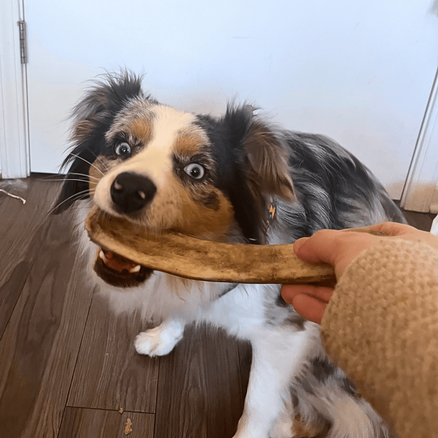 REINDEER ANTLERS FOR DOGS | ANTLER DOG CHEWS FOR AGGRESSIVE CHEWERS