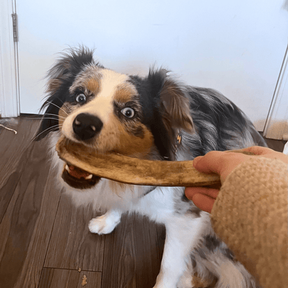 REINDEER ANTLERS FOR DOGS | ANTLER DOG CHEWS FOR AGGRESSIVE CHEWERS