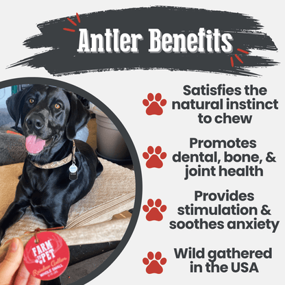 REINDEER ANTLERS FOR DOGS | ANTLER DOG CHEWS FOR AGGRESSIVE CHEWERS