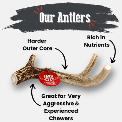 DEER ANTLER DOG CHEWS | ORGANIC CHEW FOR LARGE DOGS