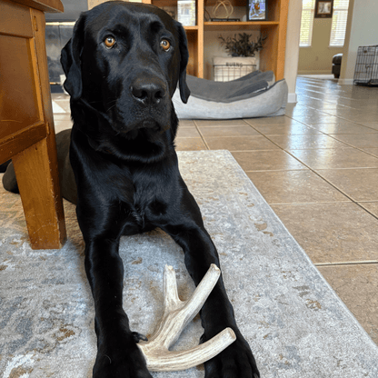 DEER ANTLER DOG CHEWS | ORGANIC CHEW FOR LARGE DOGS