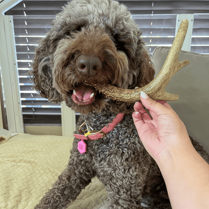DEER ANTLER DOG CHEWS | ORGANIC CHEW FOR LARGE DOGS