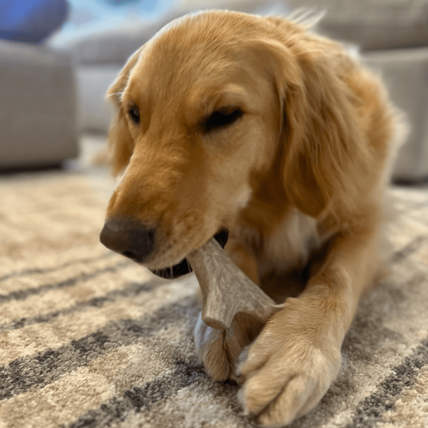 DEER ANTLER DOG CHEWS | ORGANIC CHEW FOR LARGE DOGS
