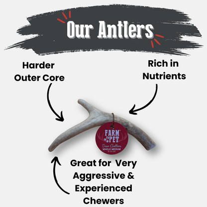 DEER ANTLER DOG CHEWS | ORGANIC CHEW FOR LARGE DOGS
