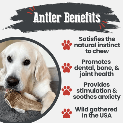 ELK ANTLERS FOR DOGS | WHOLE AND SPLIT ELK ANTLER CHEWS