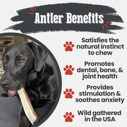 ELK ANTLERS FOR DOGS | WHOLE AND SPLIT ELK ANTLER CHEWS