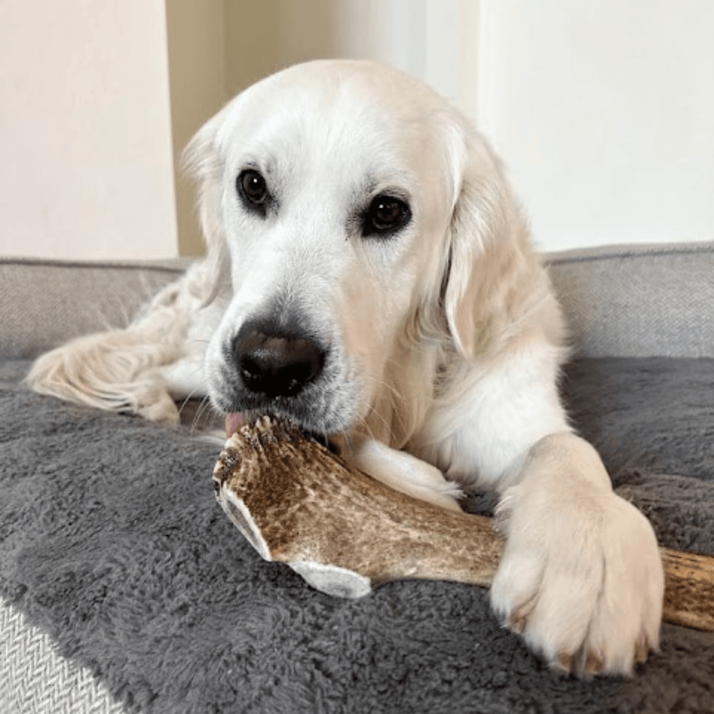 ELK ANTLERS FOR DOGS | WHOLE AND SPLIT ELK ANTLER CHEWS