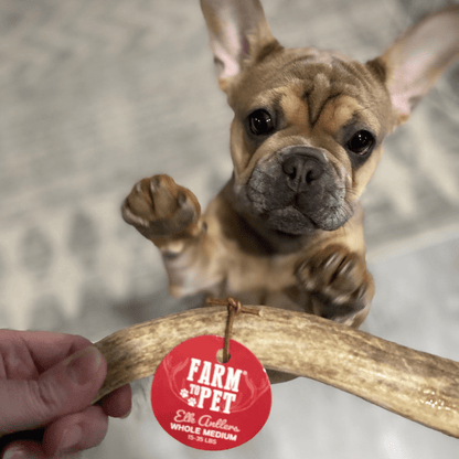 ELK ANTLERS FOR DOGS | WHOLE AND SPLIT ELK ANTLER CHEWS