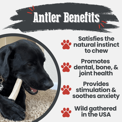 ELK ANTLERS FOR DOGS | WHOLE AND SPLIT ELK ANTLER CHEWS