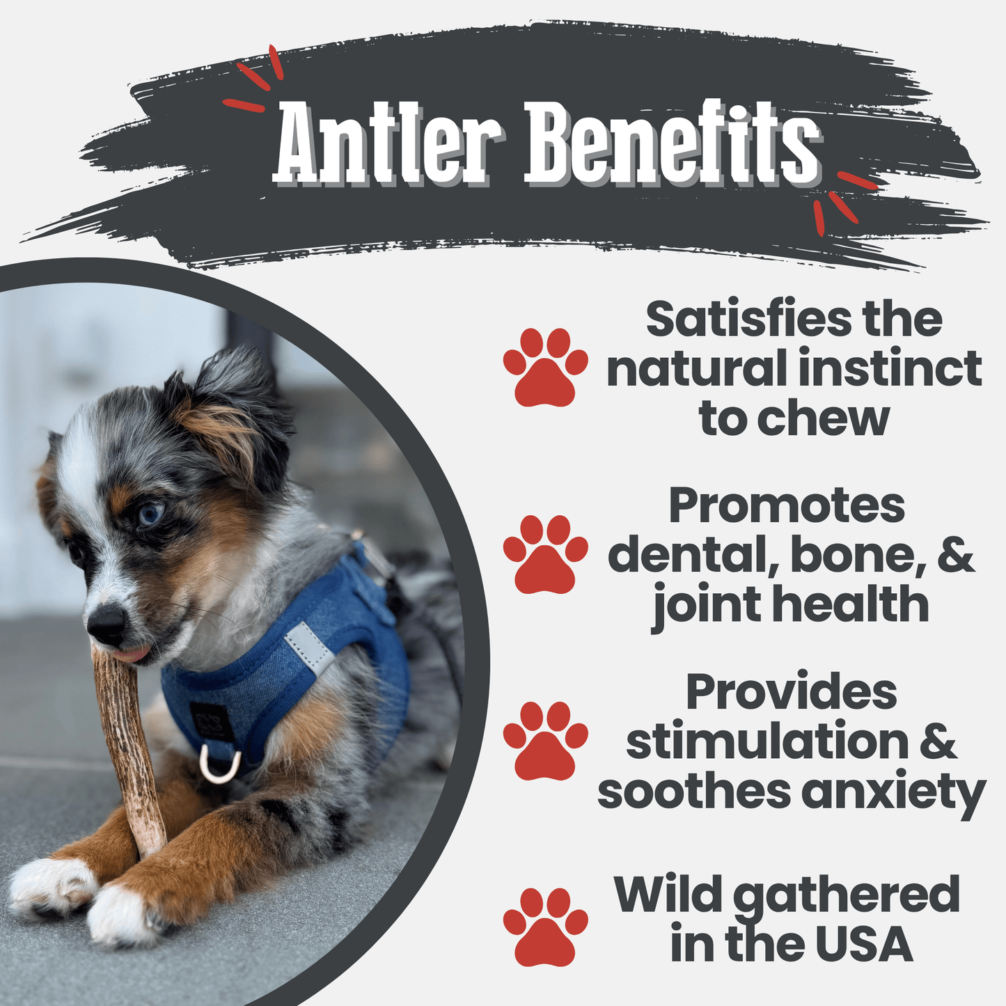 ELK ANTLERS FOR DOGS | WHOLE AND SPLIT ELK ANTLER CHEWS