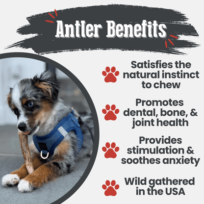 ELK ANTLERS FOR DOGS | WHOLE AND SPLIT ELK ANTLER CHEWS