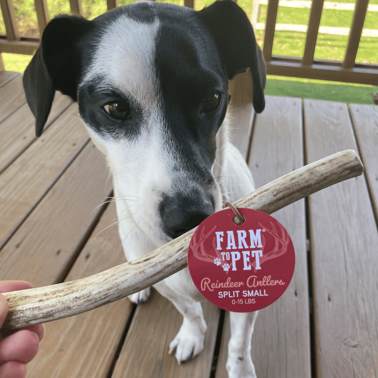 REINDEER ANTLERS FOR DOGS | ANTLER DOG CHEWS FOR AGGRESSIVE CHEWERS