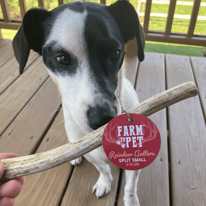 REINDEER ANTLERS FOR DOGS | ANTLER DOG CHEWS FOR AGGRESSIVE CHEWERS
