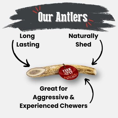 REINDEER ANTLERS FOR DOGS | ANTLER DOG CHEWS FOR AGGRESSIVE CHEWERS