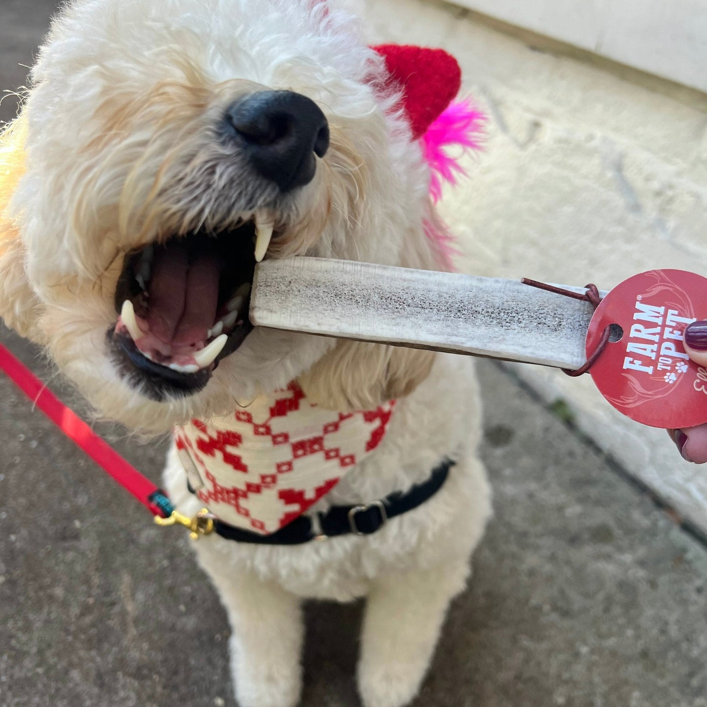 ELK ANTLERS FOR DOGS | WHOLE AND SPLIT ELK ANTLER CHEWS