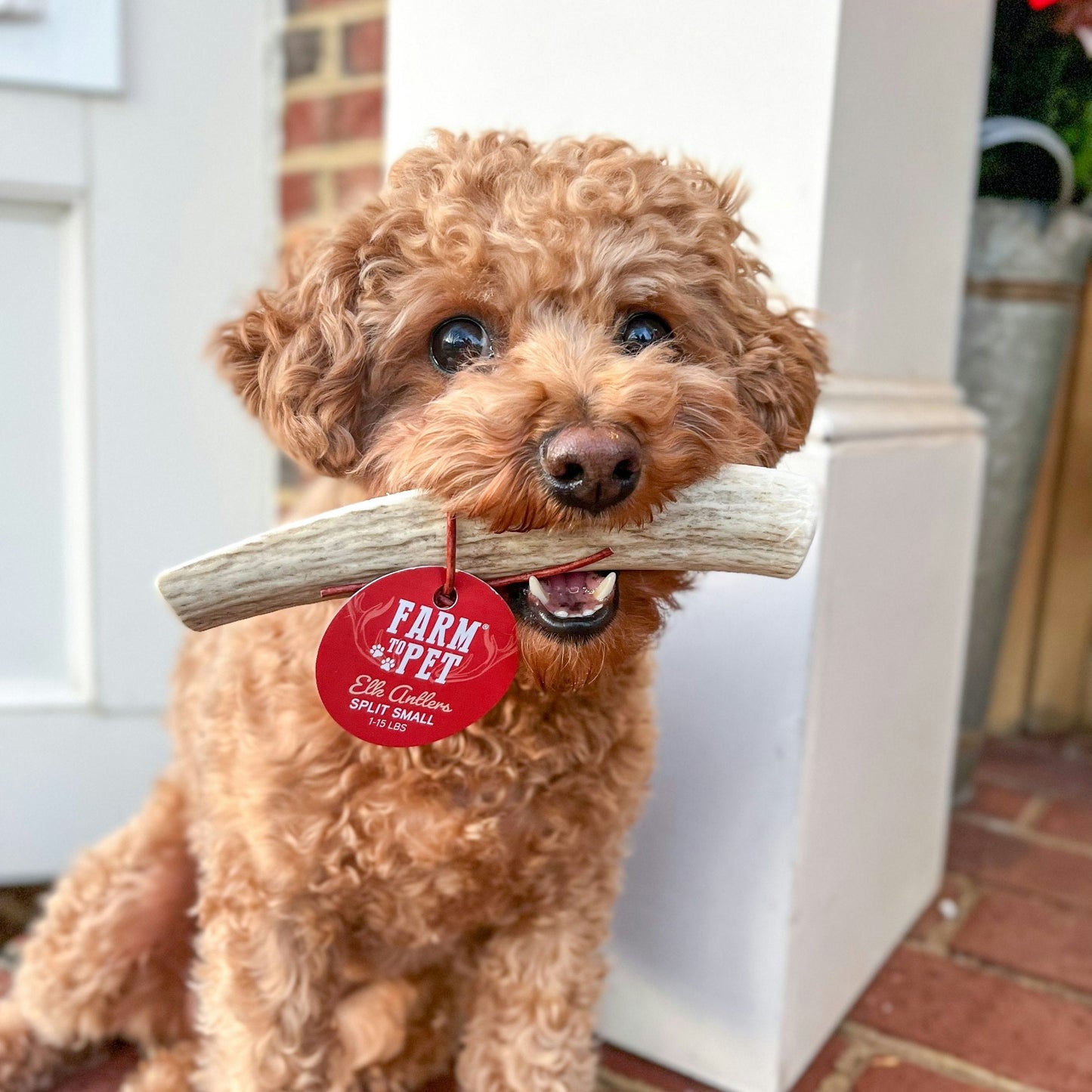 ELK ANTLERS FOR DOGS | WHOLE AND SPLIT ELK ANTLER CHEWS