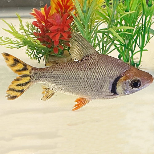 Flagtail Prochilodus – Danaqua Live Fish & More