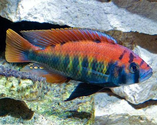 Xystichromis sp.  Kyoga Flameback