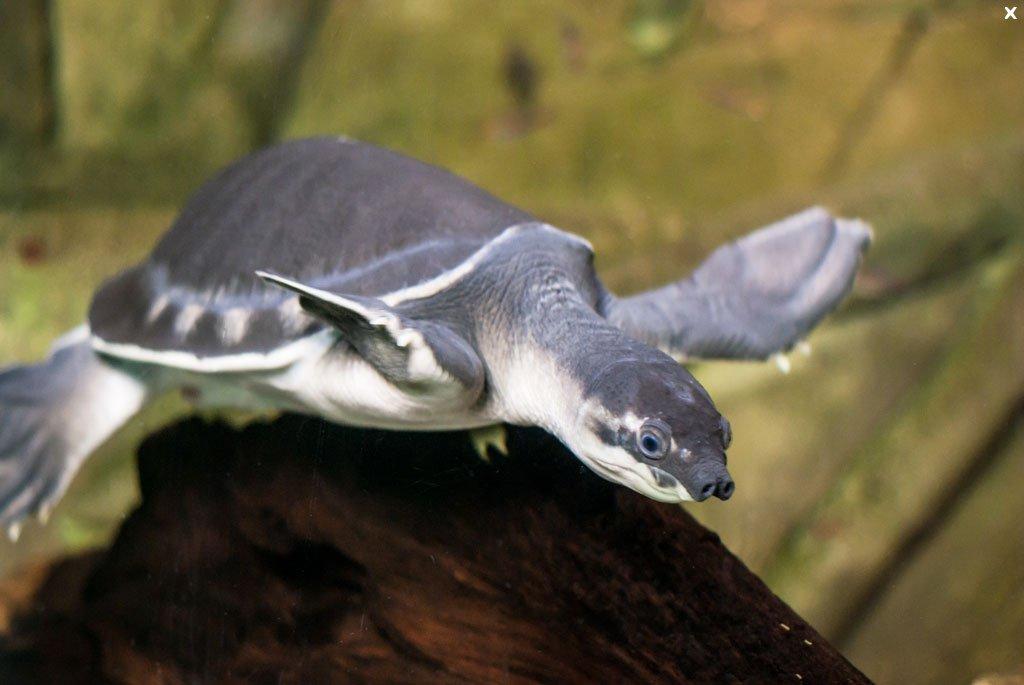 Fly River Turtle (Carettochelys insculpta) PRE-ORDER ONLY