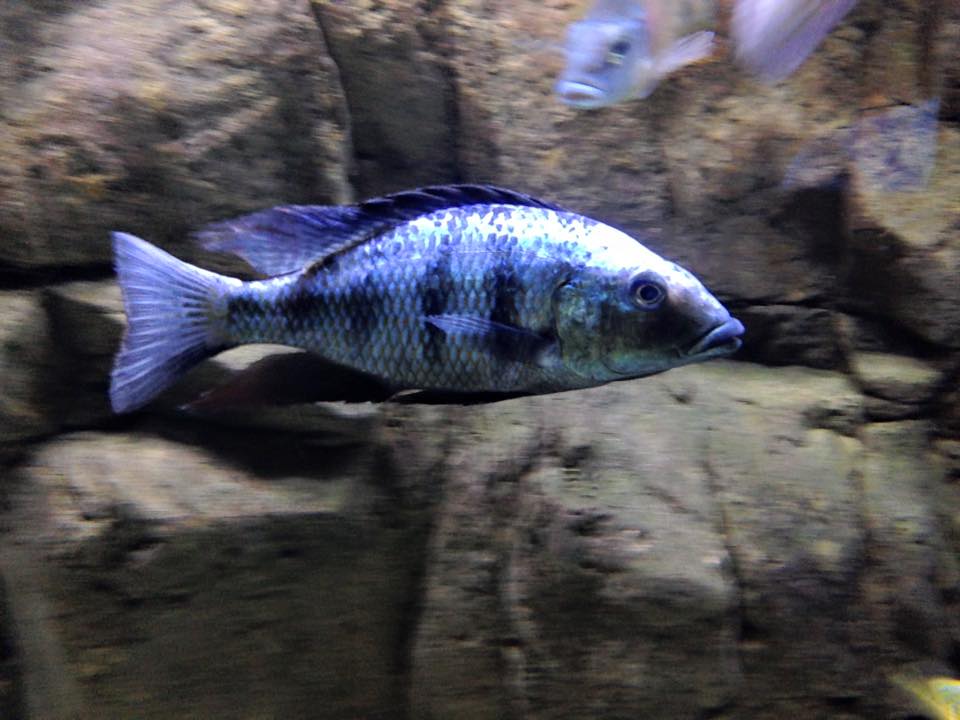 Rostratus Cichlid 2"