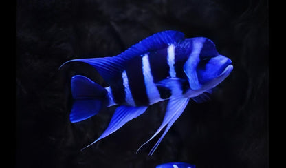 Zaire Blue Moba Frontosa (Cyphotilapia gibberosa)