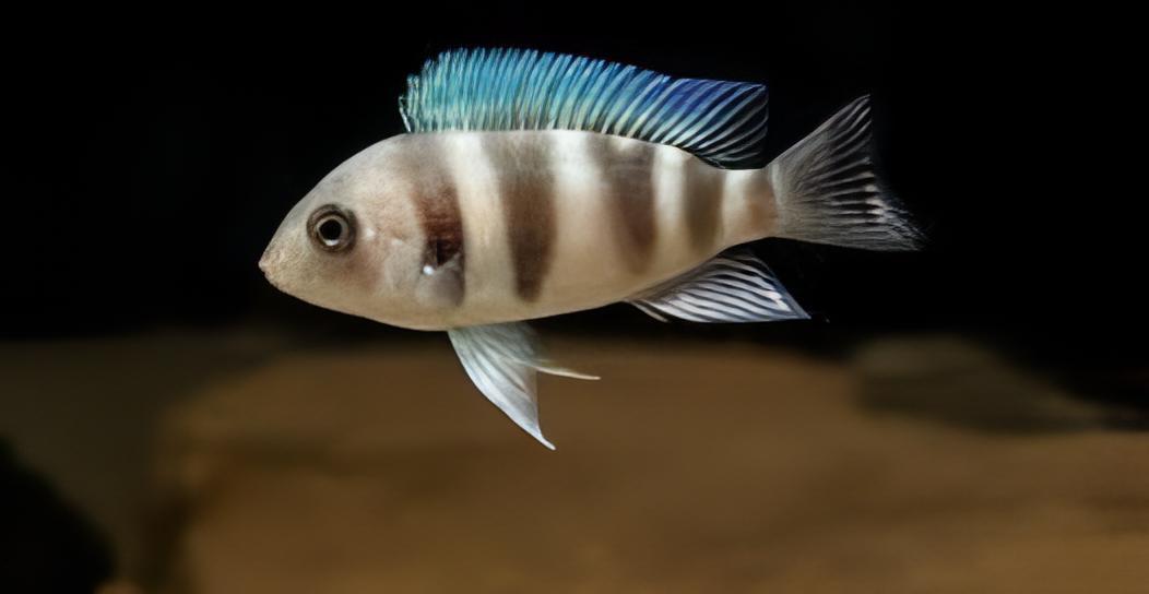 Frontosa Mpimbwe Blue Frontosa Cichlid (Cyphotilapia frontosa)
