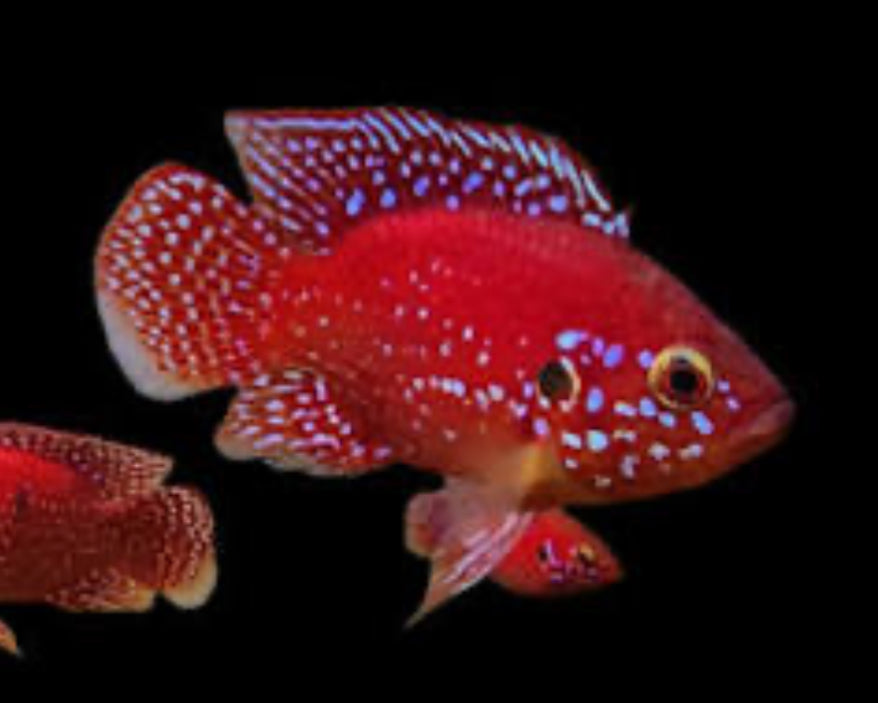 Tirkanda Fish Turkana Jewel Cichlid (Rubricatochromis exsul) – Danaqua Live Fish & More