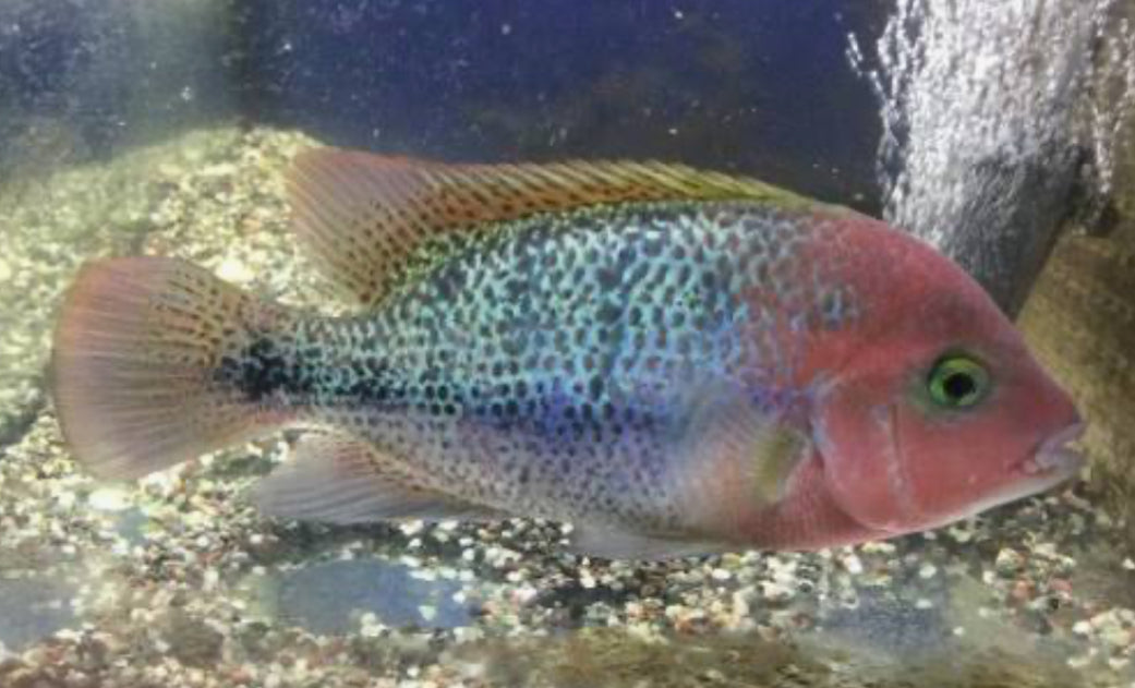 Fenestratus Cichlid (Vieja fenestrata)