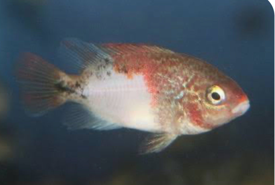 Fenestratus Cichlid (Vieja fenestrata)