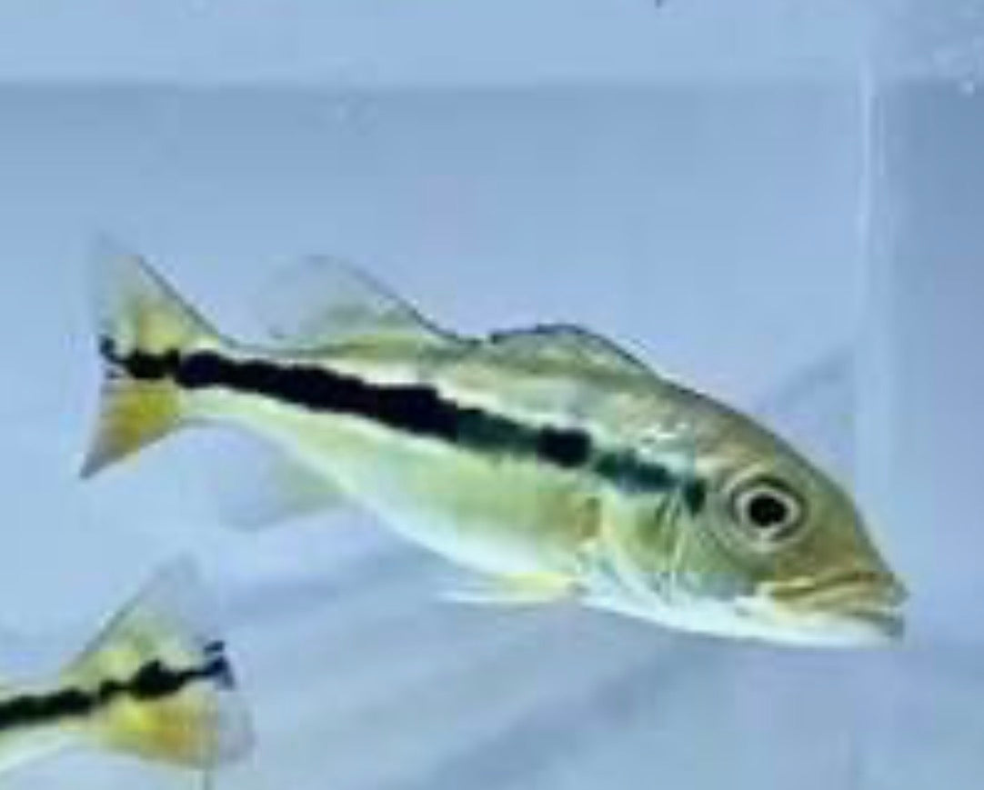 AZUL PEACOCK BASS (CICHLA PIQUITI)