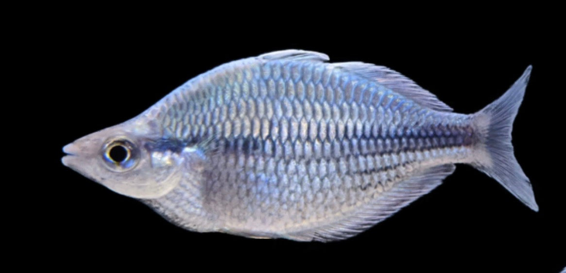 Melanotaenia kamaka  (Kamaka Rainbowfish)