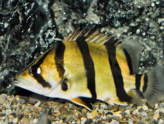 NTT DATNOID TIGER FISH (DATNIOIDES UNDECIMRADIATUS)PRE-ORDER NOW!