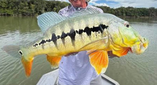 Intermedia Peacock Bass (Cichla intermedia)