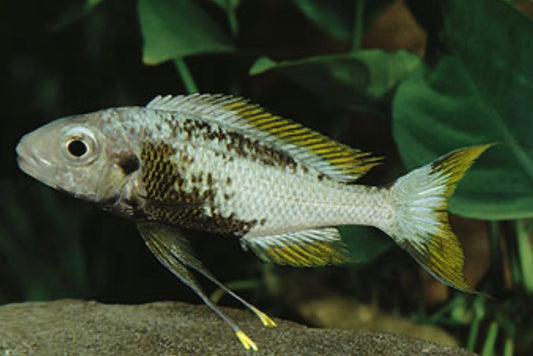Ophthalmotilapia ventralis Kapampa